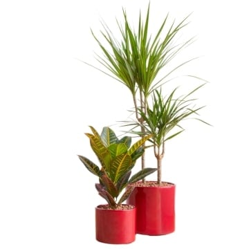 Representative image for Artificial Plants and Trees
