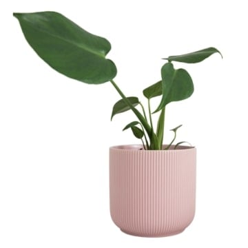 Representative image for Indoor Pots and Planters