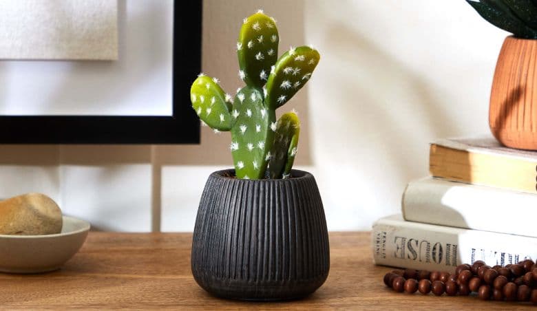 Cacti in Ceramic Pot 16cm Black By Dunelm