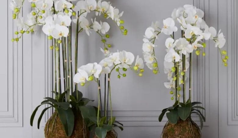 Faux Planted Phalaenopsis Orchid, Large - WhiteBy OKA