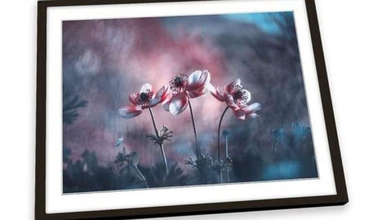 Ballerines Blossom Flowers Floral Garden Pink Framed Art Print Picture Wall Artwork - (W)47cm x (H)35cm By Debenhams