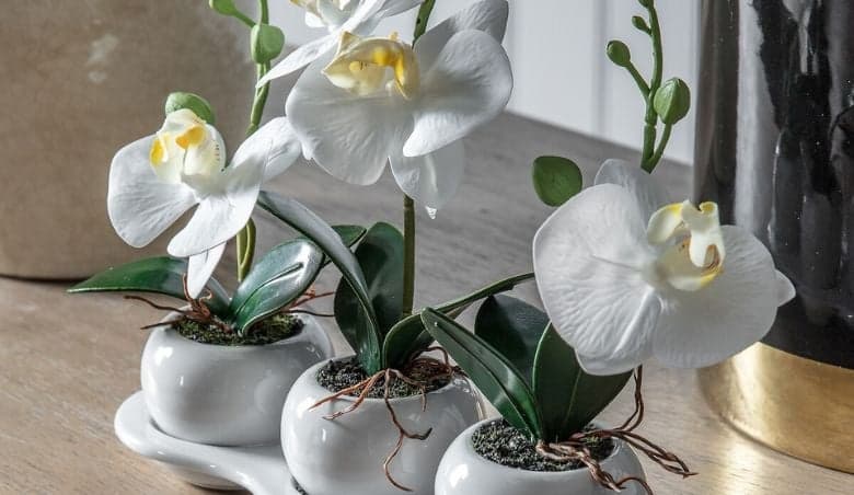 Artificial Orchid Trio With Ceramic Tray By La Redoute