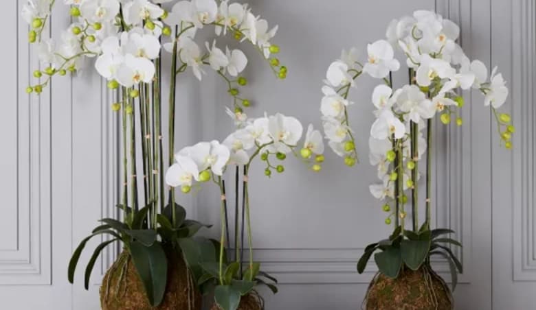 Faux Planted Phalaenopsis Orchid, Large - WhiteBy OKA