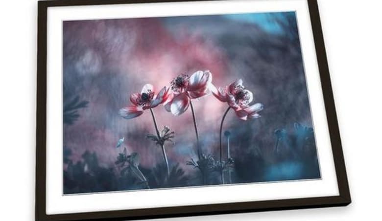 Ballerines Blossom Flowers Floral Garden Pink Framed Art Print Picture Wall Artwork - (W)47cm x (H)35cm By Debenhams